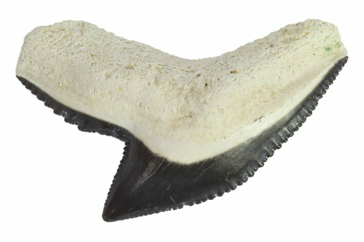 Fossil Tiger Shark Tooth - Bone Valley, Florida #145177